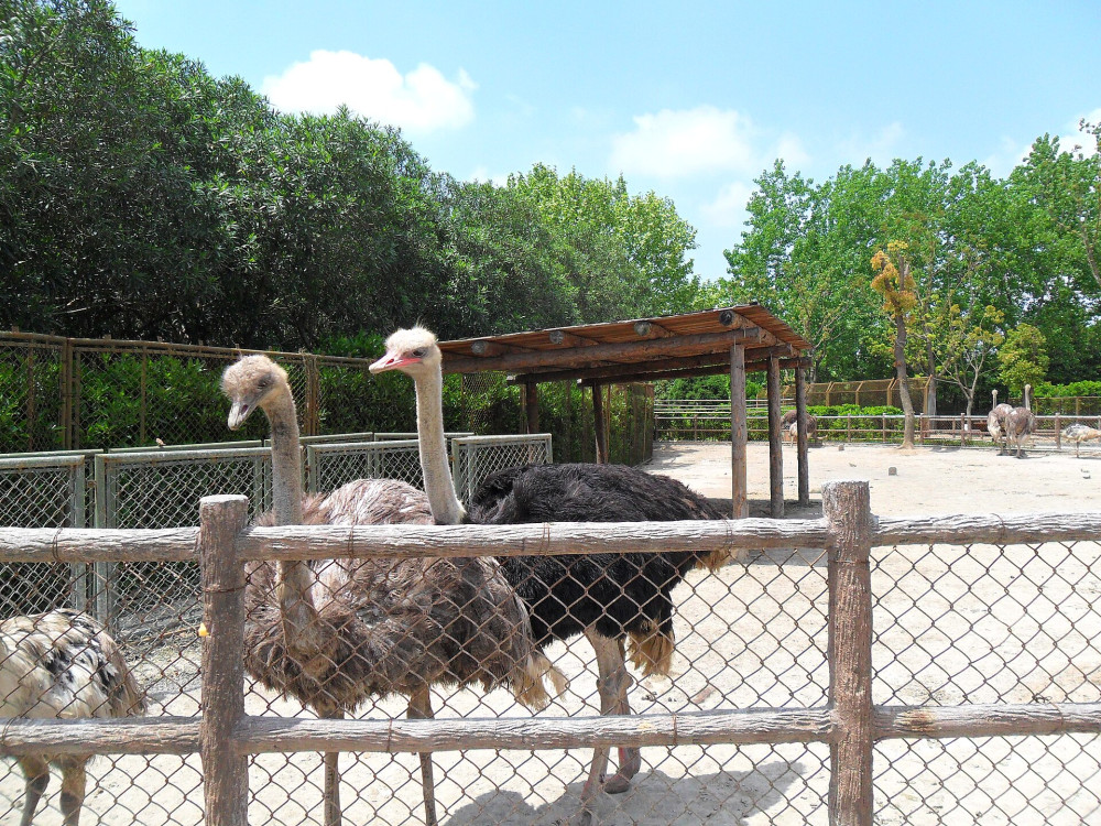 Shanghai Wild Animal Park