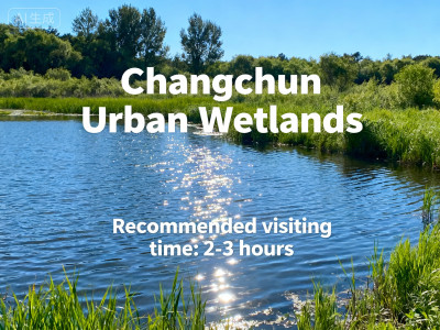 Wetland Bird Watching